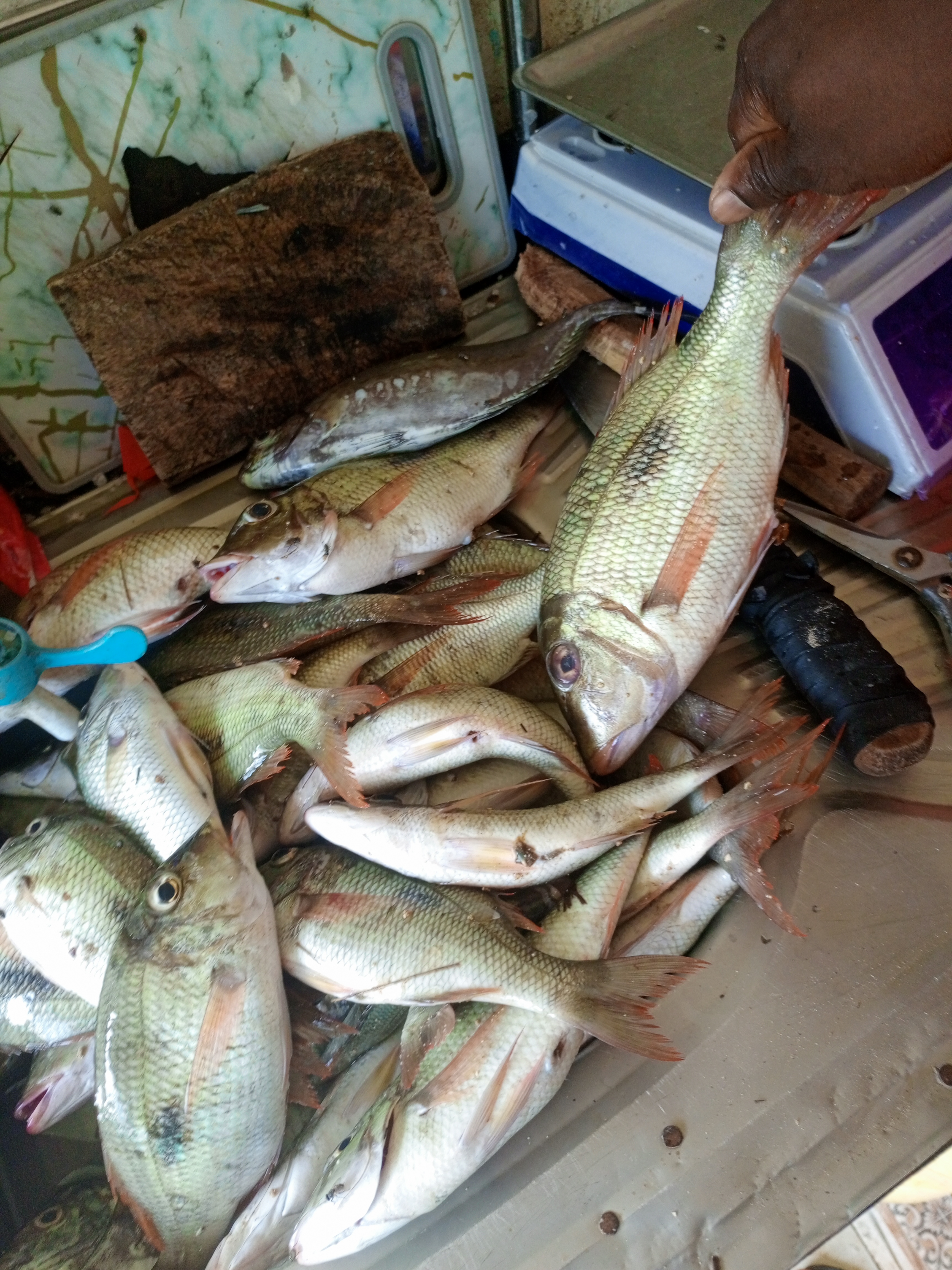 A Seafood Lover's Haven at Vipingo Trading Center