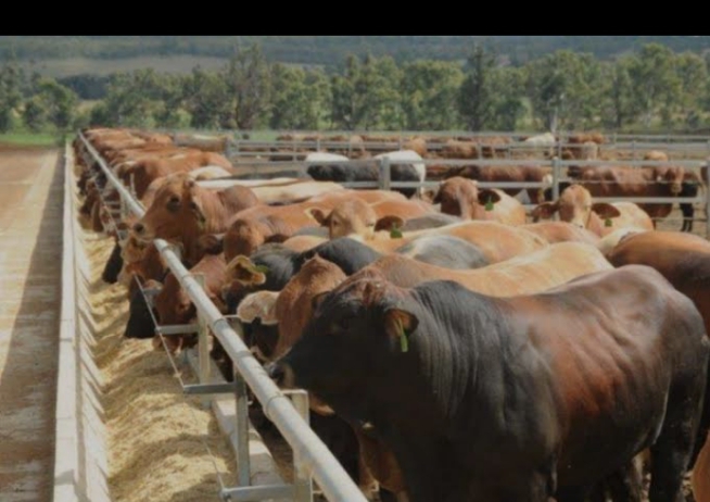 Unlocking Quality Animal Feed at Hunter Feed and Formulation
