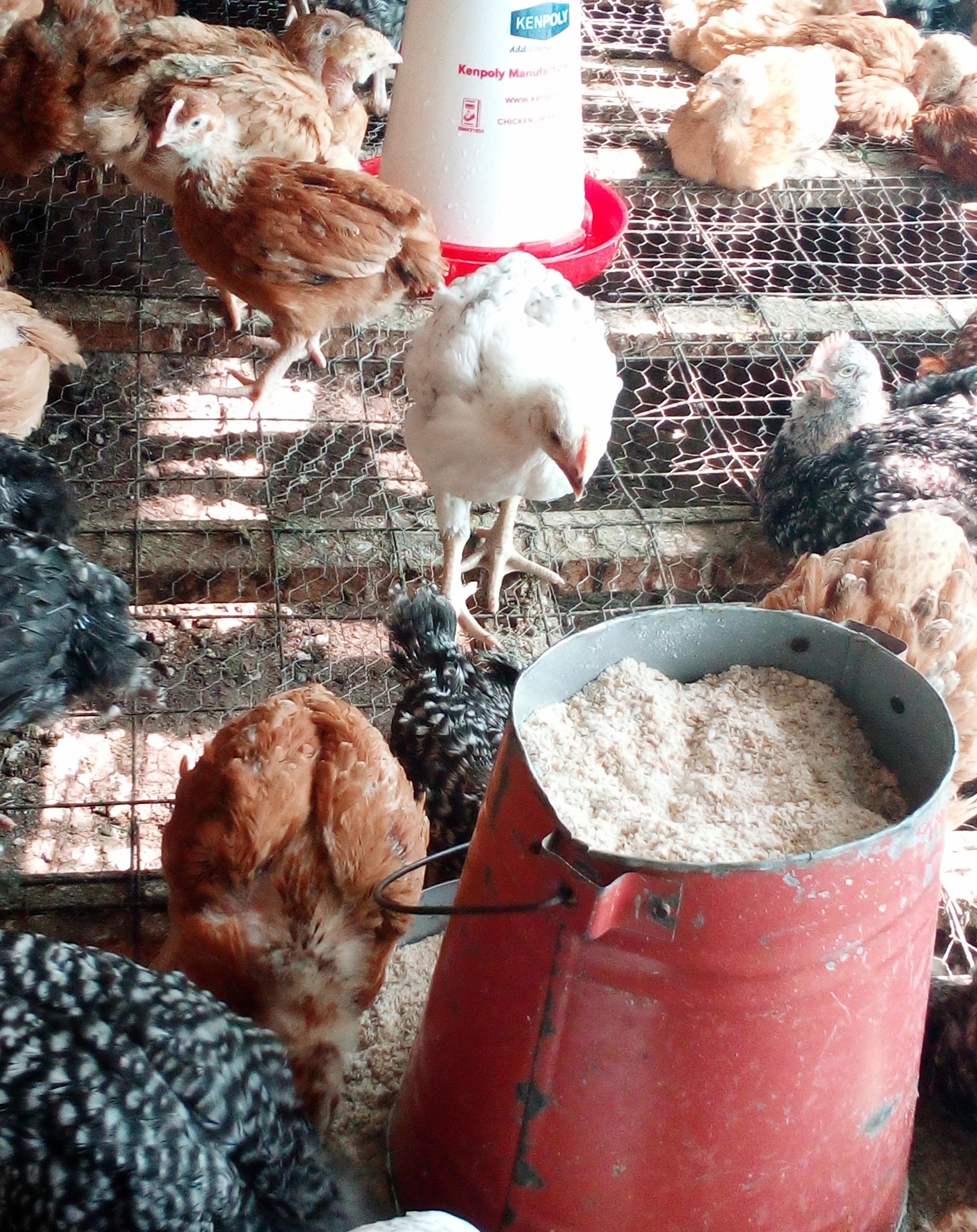 Discovering Quality Keintyeji Chicks at Davis Kienyejiz in Nairobi