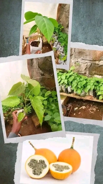 Discovering Quality Products at Bonafide Propagators in Nairobi