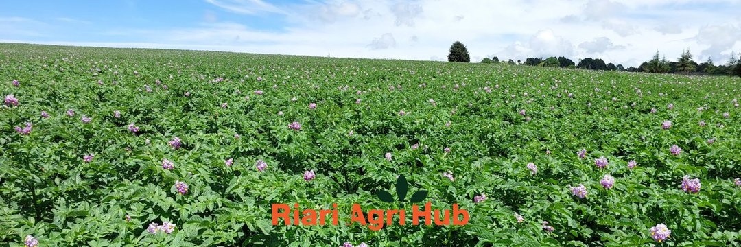 Exploring the Wonders of Riari Agri Hub in Nairobi: My Satisfying Experience