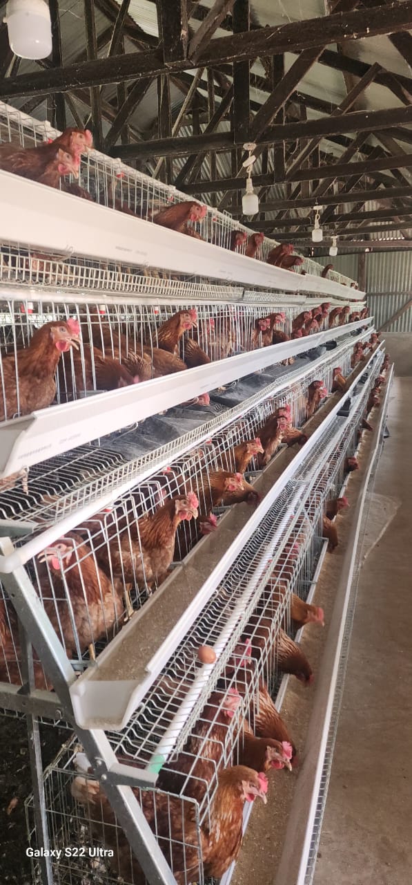 Discover the Freshness of Mwanzo Poultry Farm: A Delightful Experience