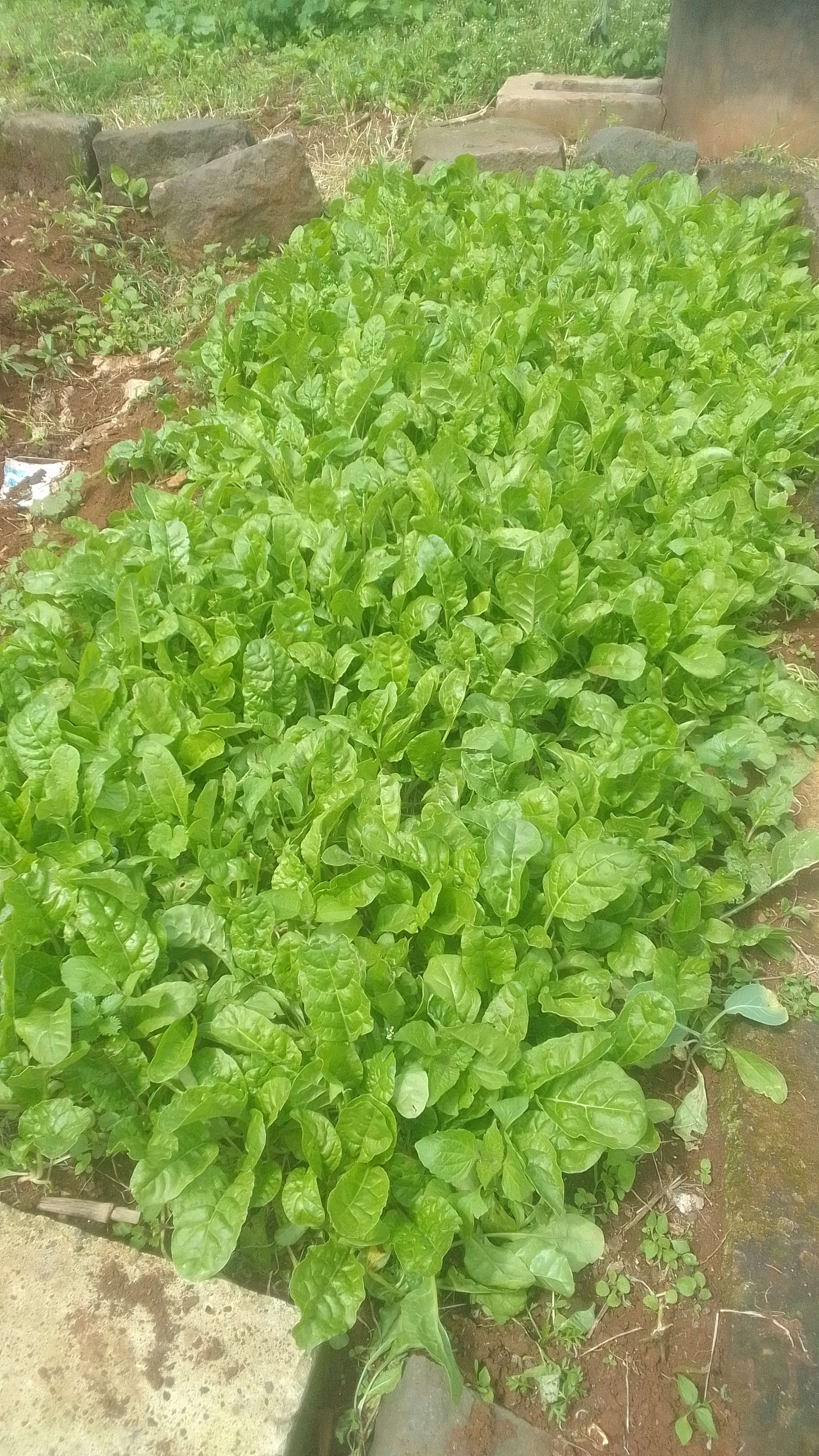 Spinach Seedlings Image