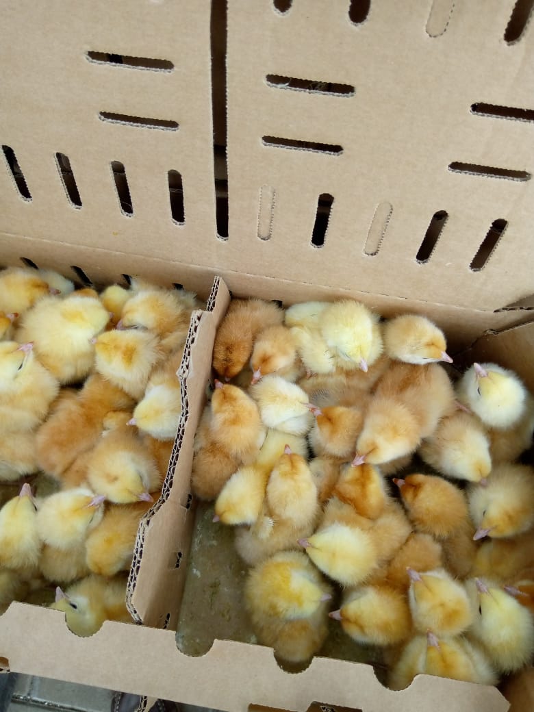 Day old Improved Kienyeji F1 chicks