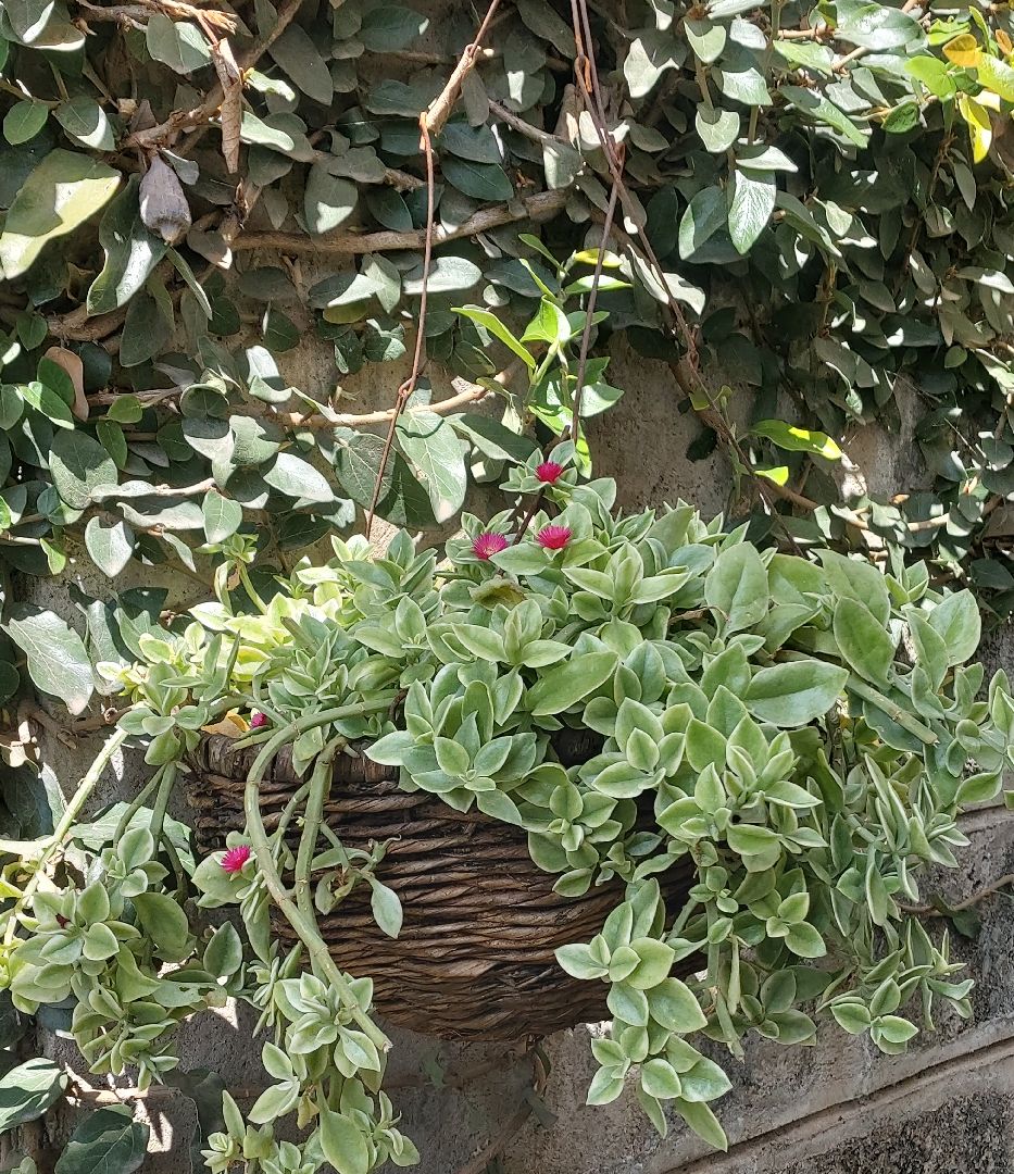 Baby Sub Rose