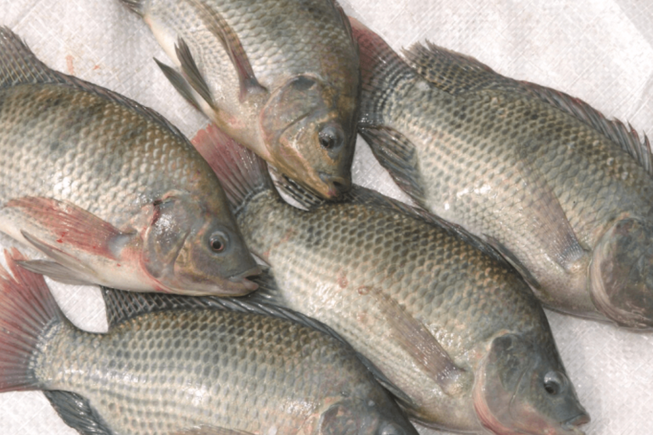 Fresh Fish