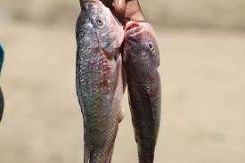Fresh Fish