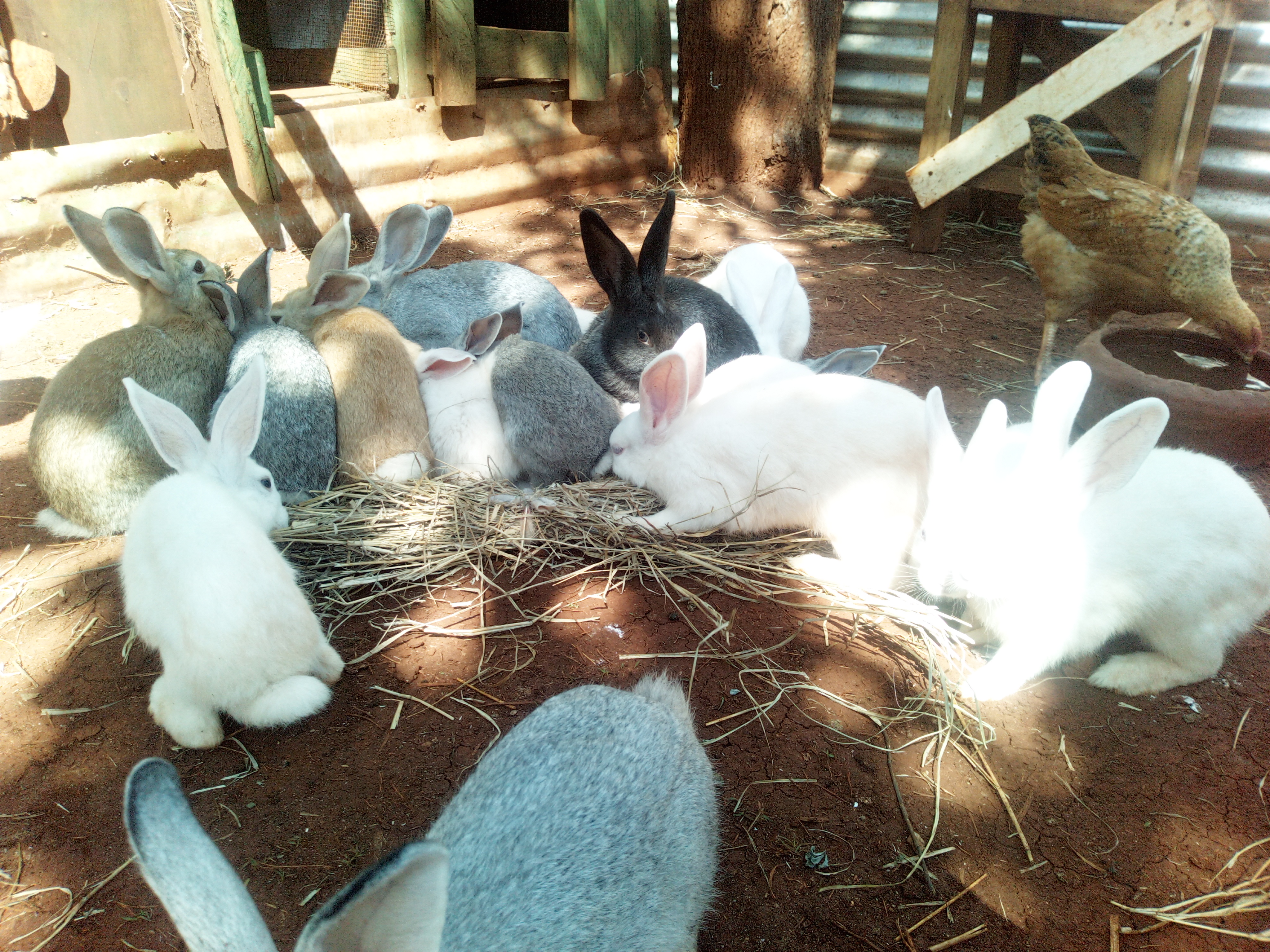 Rabbits for Sale