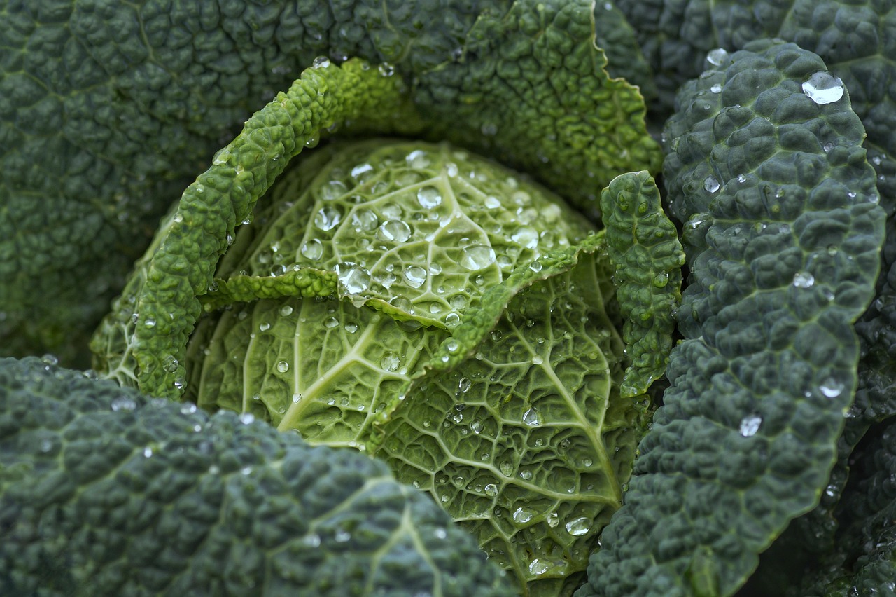 Fresh Cabbage