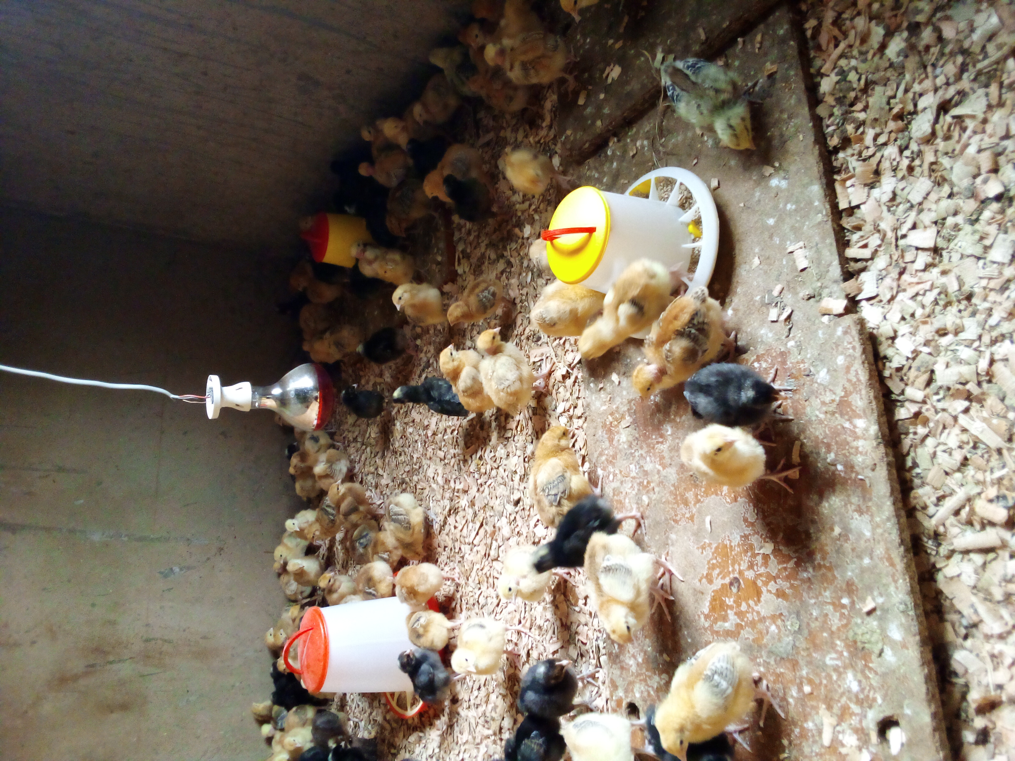 Improved Kienyeji Sasso Chicks