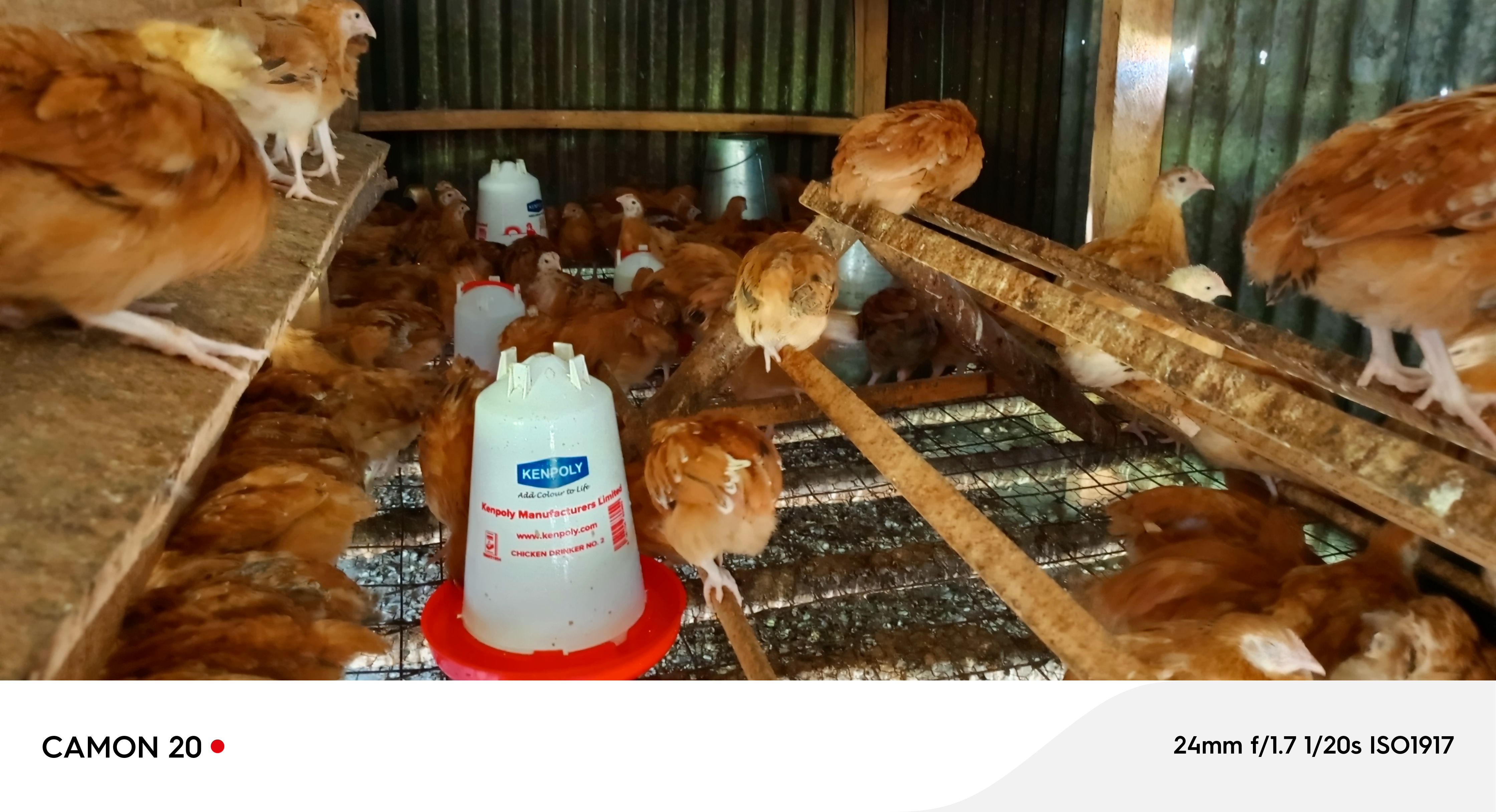 6 weeks sasso f 1 chicks