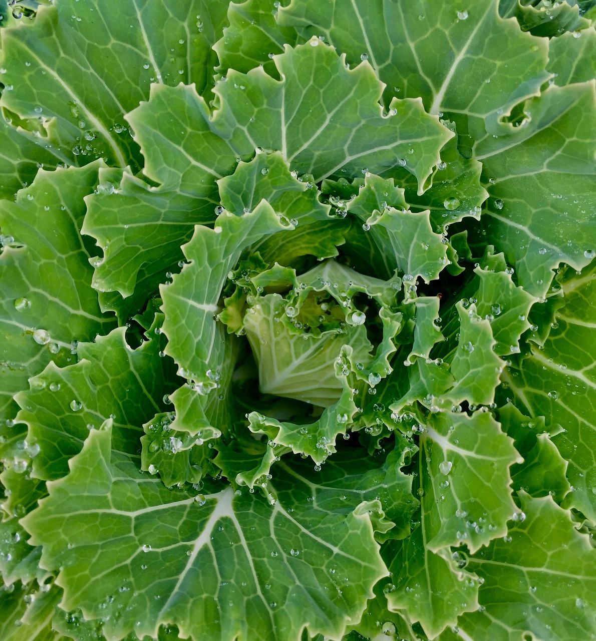 Fresh Sukuma