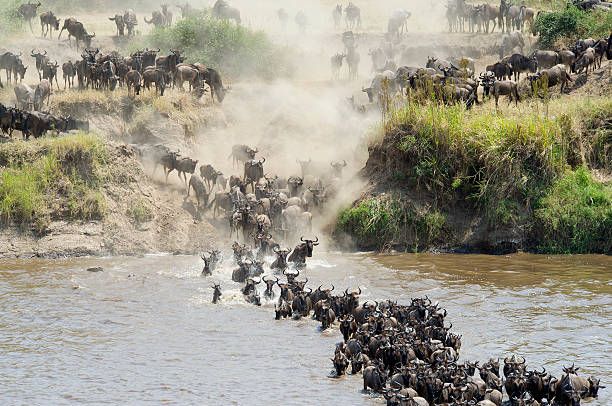 The migration