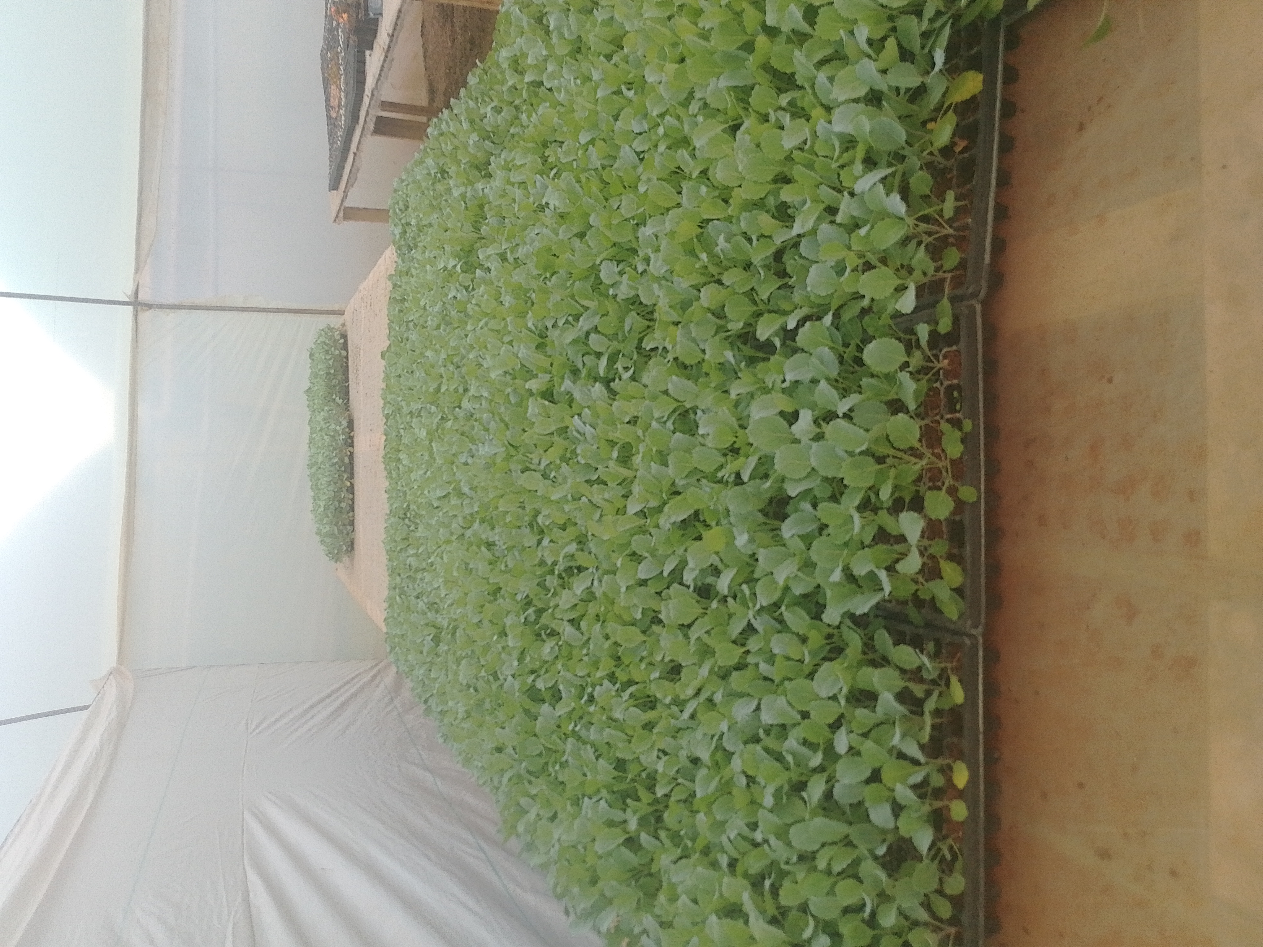 Vegetable Seedlings