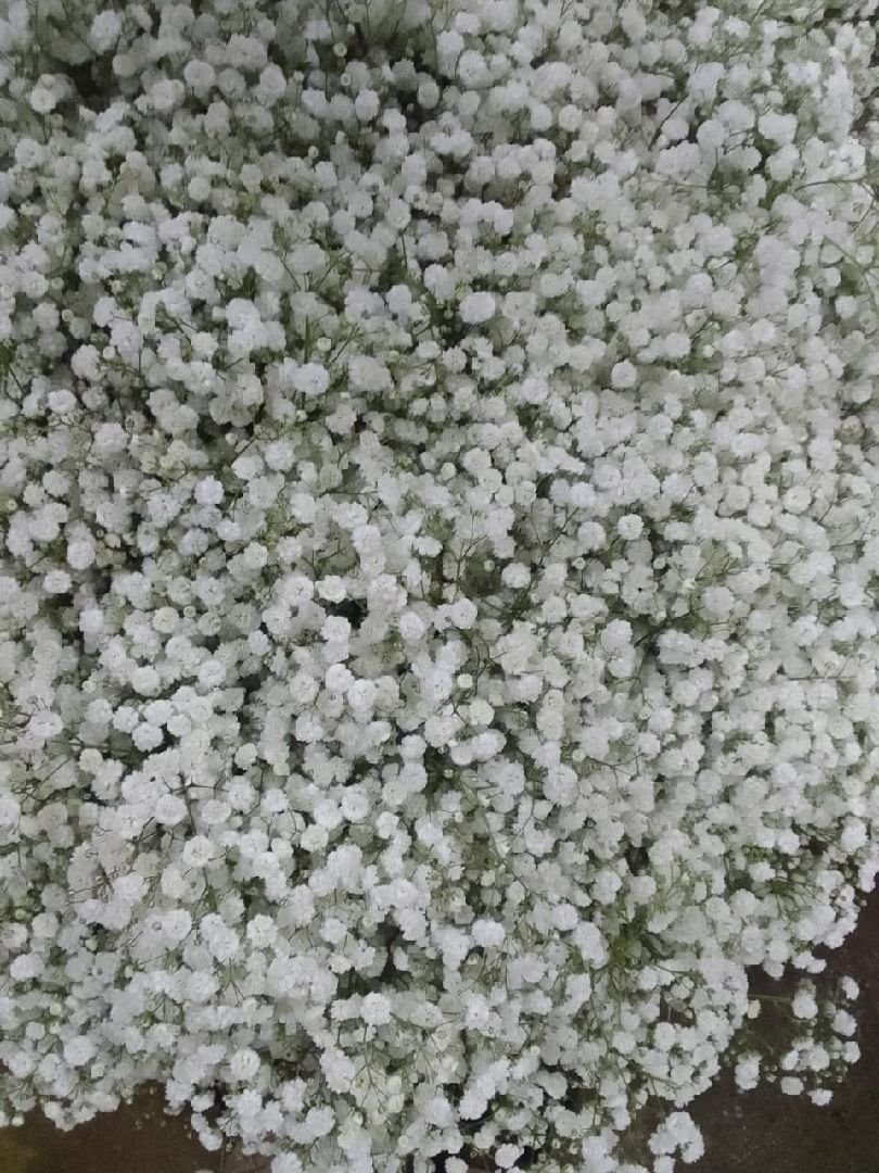 Gypsophila Flower