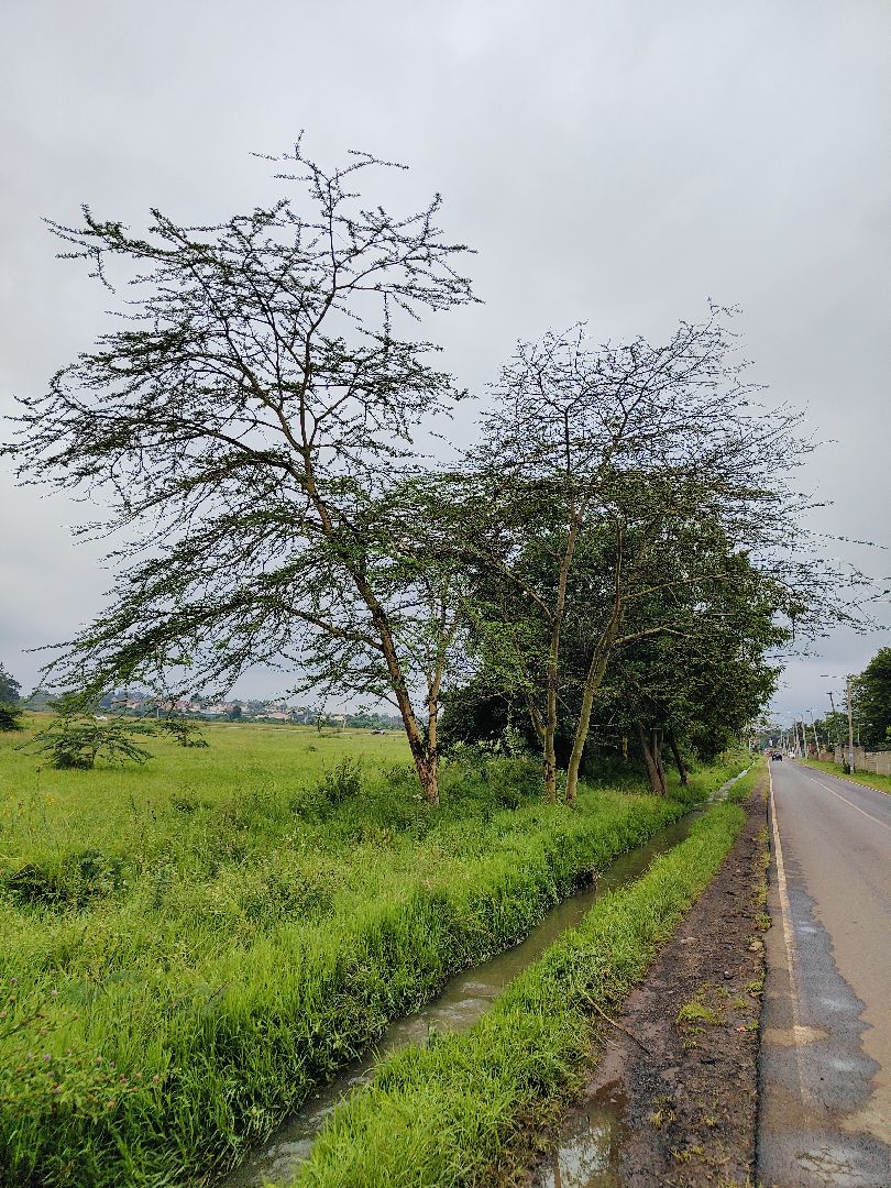 Coffee Gardens & Event Space