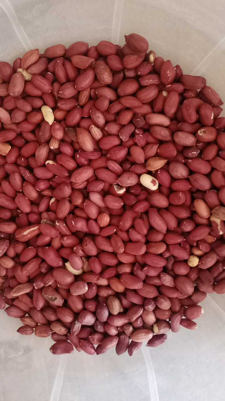 Red big groundnuts