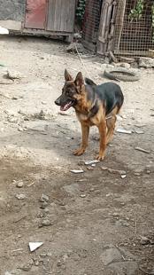 German Shepherd Long Coat