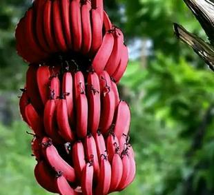 Banana Product