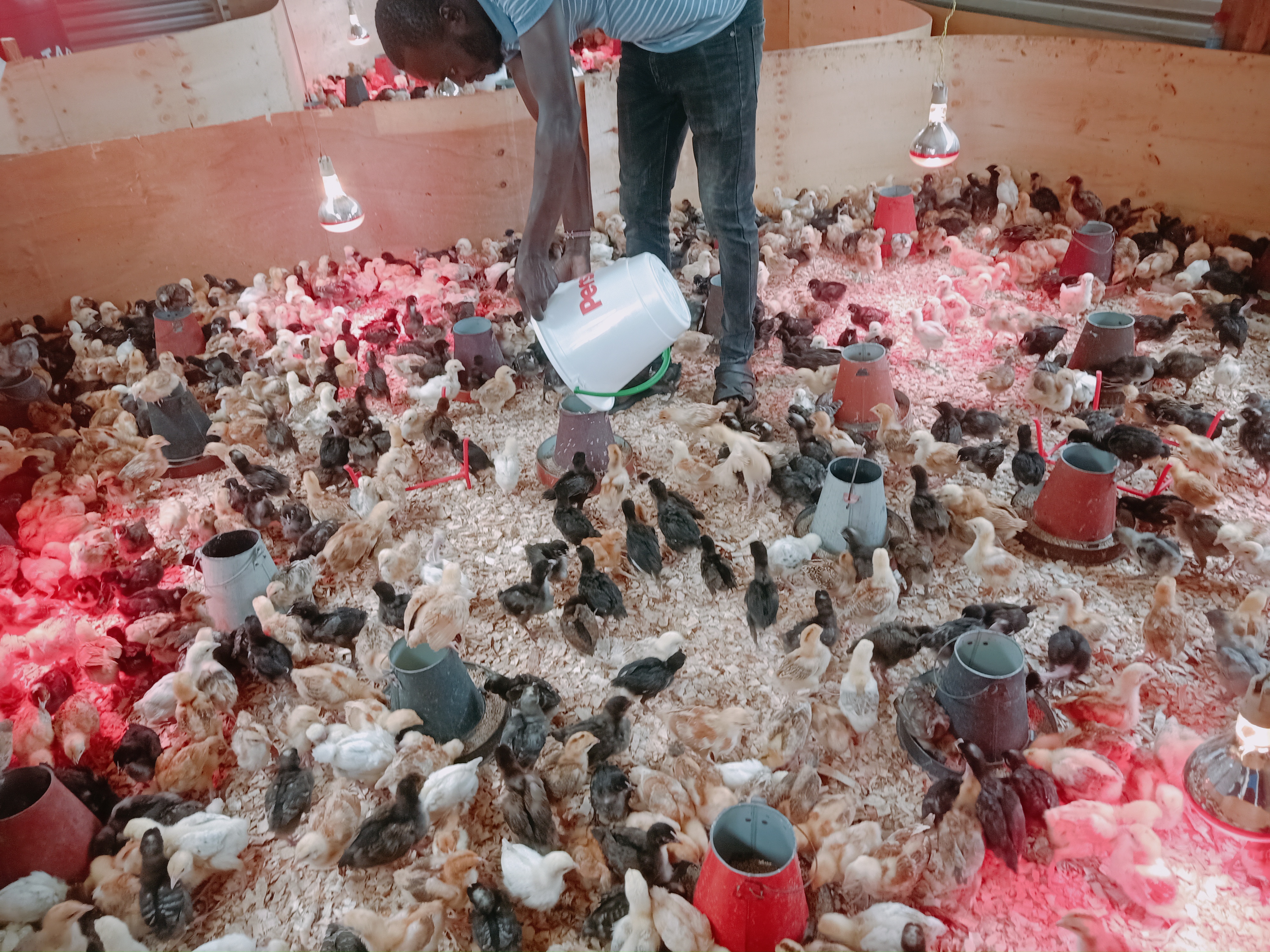 Poultry farming