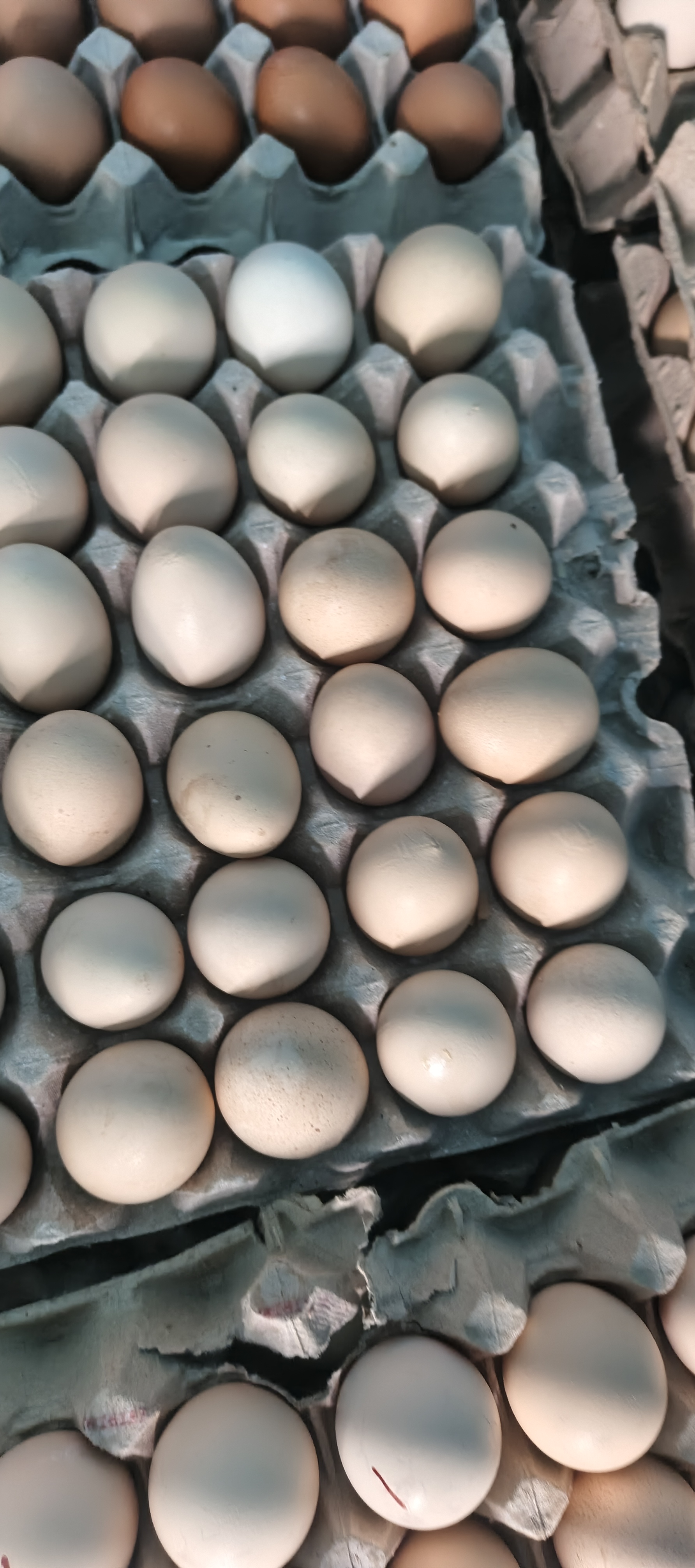 King's Poultry and egg Depot